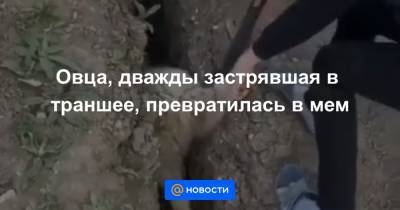 Овца, дважды застрявшая в траншее, превратилась в мем - news.mail.ru