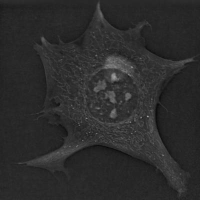Новый метод микроскопии показывает вращающееся ядро ​​клетки - news.bigmir.net