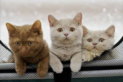 Ученые изобрели вакцину от коронавируса для кошек - vm.ru - Англия