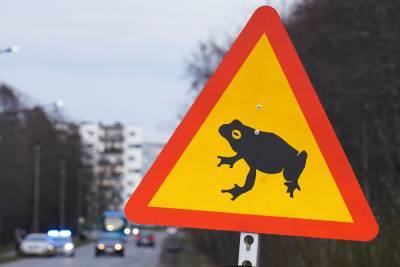 В Эстонии помогают лягушкам перебраться с одной стороны дороги на другую (видео) - vchaspik.ua - Украина - Эстония - New York - Таллин