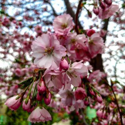 В Запорожском ботаническом саду цветет сакура, – ФОТО - inform.zp.ua - Запорожье