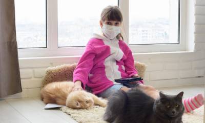 В соседнем с Карелией регионе выявили коронавирус у кошки - gubdaily.ru - Мурманск - республика Карелия