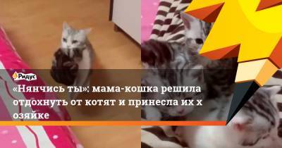«Нянчись ты»: мама-кошка решила отдохнуть откотят ипринесла иххозяйке - ridus.ru