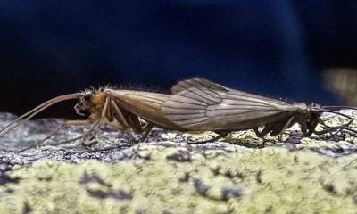 Новый вид насекомого в Европе назвали в честь коронавируса - news.bigmir.net - Косово - Приштина