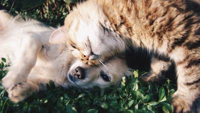 Вирусологи заподозрили собак и кошек в распространении британского штамма коронавируса - nation-news.ru - Шанхай