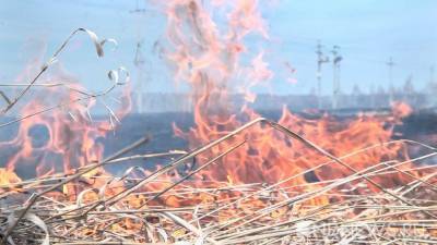 В Тюмени горят леса – среди поджигателей главы поселений - newdaynews.ru - Тюменская обл. - Тюмень