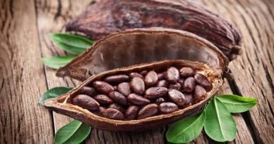 ​Почему какао полезно особенно тем, кому за 40 - skuke.net