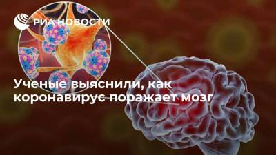 Ученые выяснили, как коронавирус поражает мозг - ria.ru - Москва
