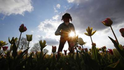 В Арезе снова открылся сад тюльпанов - ru.euronews.com - Россия - Украина - Сша - Италия - Германия - Евросоюз