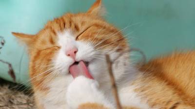 "Республика кошек" отчитается перед налоговой из-за падения выручки - piter.tv