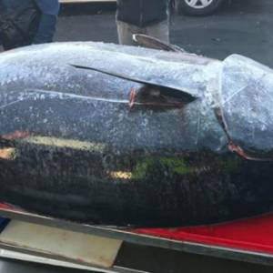 Nine News - В Австралии рыбаки поймали тунца весом около 300 кг. Фото - reporter-ua.com - Австралия