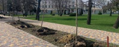 В парке культуры и отдыха Тамбова высадили аллею кленов - runews24.ru - Тамбов