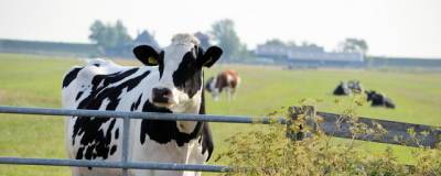 Уральские ученые участвуют в создании генетически модифицированных коров - runews24.ru - Уральск - Рига