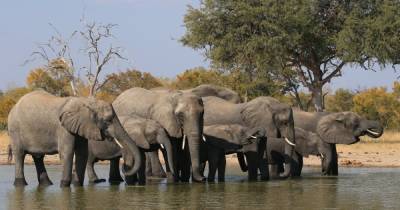 Ради туризма и национальных парков: Зимбабве продаст права на убийство 500 слонов - focus.ua - Зимбабве - Намибия