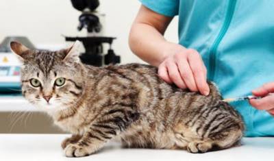 В ветклиниках пропала вакцина от чумки для кошек - newizv.ru