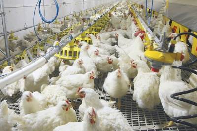 В Польше из-за птичьего гриппа забьют 6 млн кур, гусей и уток - aif.ru - Польша