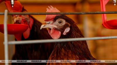 Птичий грипп в Польше: 6 млн птиц будут уничтожены - belta.by - Польша