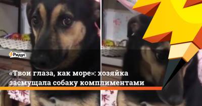 «Твои глаза, как море»: хозяйка засмущала собаку комплиментами - ridus.ru