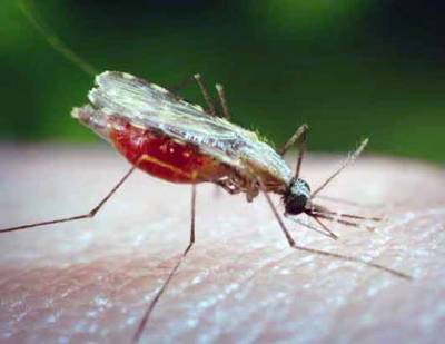 Великобритания объявила об успешных испытаниях вакцины от малярии. Ее эффективность составляет 77% - unn.com.ua - Англия - Киев