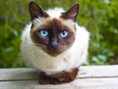 Ученые подтвердили случаи передачи COVID-19 от человека кошкам - gordonua.com - Англия