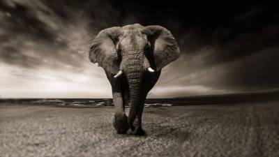 Зимбабве собирается продать право на убийство 500 слонов - newdaynews.ru - Зимбабве