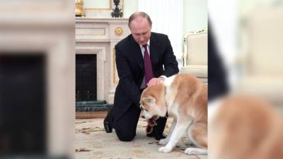 Владимир Путин - Японцы рассказали, как Путин сделал собак акита-ину популярными в России - nation-news.ru - Россия