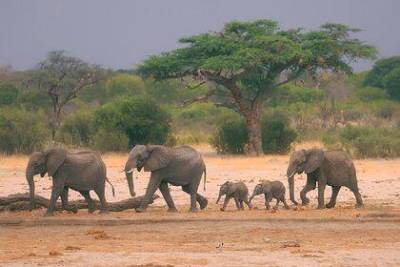 Зимбабве для борьбы с экономическим кризисом решило убивать слонов - skuke.net - Зимбабве