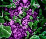 В мире возникают новые опасные штаммы коронавируса, предупреждают генетики - goodnews.ua