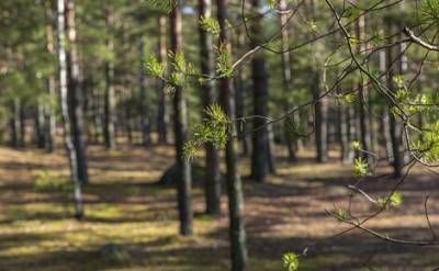 В Петербурге с сегодняшнего дня запрещено посещать леса и лесопарки - echo.msk.ru - Санкт-Петербург
