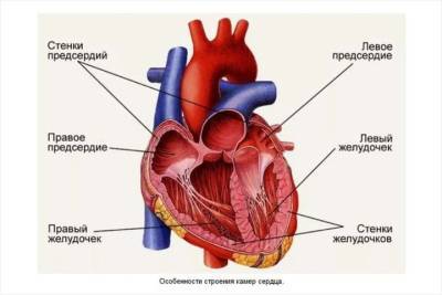 Дмитрий Панов - Новосибирские ученые оценили влияние «чувства безнадежности» на риск развития болезней сердца - tayga.info - Новосибирск