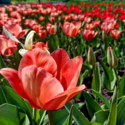 У запорізькому ботсаду оголосили про початок сезону цвітіння тюльпанів - inform.zp.ua - Украина - місто Запоріжжя