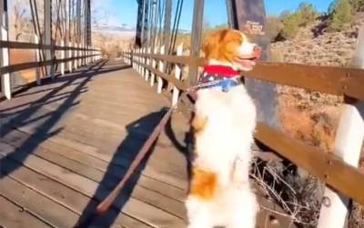 Звезда тиктока ходит на 2 лапах: после трагедии пес сумел стать популярным - 24tv.ua - штат Колорадо