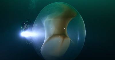 В норвежских водах обнаружили гигантские кладки яиц кальмара: потрясающее видео - tsn.ua - Украина - Норвегия