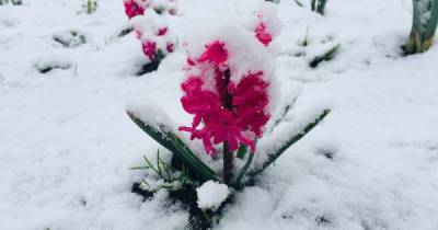 Снег в конце апреля: когда к украинцам придет весеннее тепло - tsn.ua - Центральная