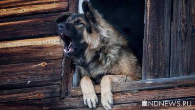 Свердловчане стали чаще жаловаться на соседей, мучающих собак - newdaynews.ru - Свердловская обл.