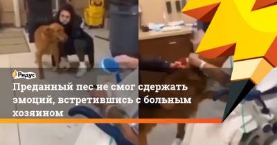 Преданный пес не смог сдержать эмоций, встретившись с больным хозяином - ridus.ru
