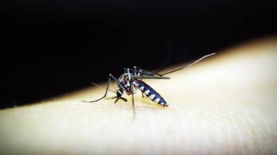 Новая вакцина от малярии показала рекордные 77% эффективности - vesti.ru