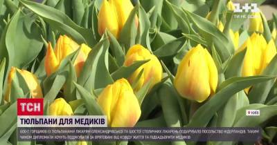 Посольство Нидерландов передало украинским медикам сотни кустов тюльпанов - tsn.ua