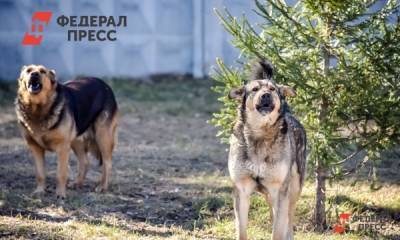 В российском регионе нашли животное с бруцеллезом - fedpress.ru - Россия - Курск