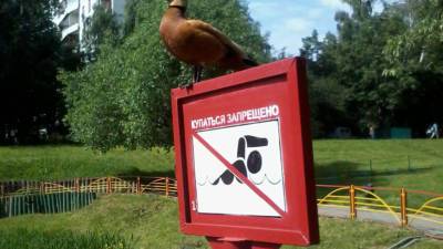 Не пить и не прикасаться: петербуржцев призвали не купаться в водоемах - mir24.tv - Санкт-Петербург