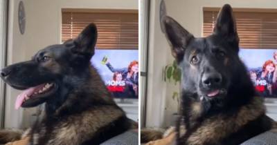 Служивший в полиции пес заподозрил хозяина в неладном и рассмешил Сеть - ren.tv