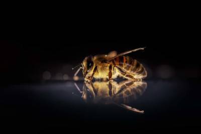 Житель Техаса погиб в результате нападения агрессивного роя пчел и мира - cursorinfo.co.il - Сша - штат Техас
