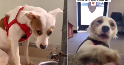 Реакция собаки на то, что ее забирают домой, растрогала Сеть - ren.tv