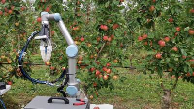 Новый робот тратит на сбор плодов 7 секунд - vesti.ru