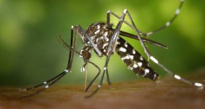 Вильям Гейтс - Зачем Билл Гейтс выпускает миллионы генно-модифицированных комаров в природную среду США - ru.armeniasputnik.am - Сша - Англия - Армения
