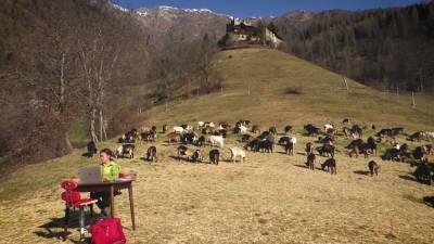 Школьница из Италии учится дистанционно посреди пастбища в окружении коз. - riafan.ru - Италия