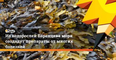 Из водорослей Баренцева моря создадут препараты от многих болезней - ridus.ru