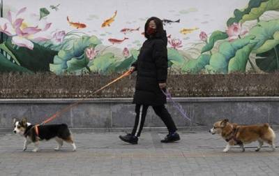 Юлия Мелано - В России выпустили первую партию COVID-вакцины для животных - korrespondent.net - Россия