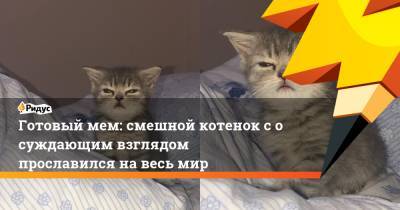 Готовый мем: смешной котенок сосуждающим взглядом прославился навесь мир - ridus.ru - Турция