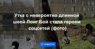 Утка с невероятно длинной шеей Лонг Бой стала героем соцсетей (фото) - news.mail.ru - Англия